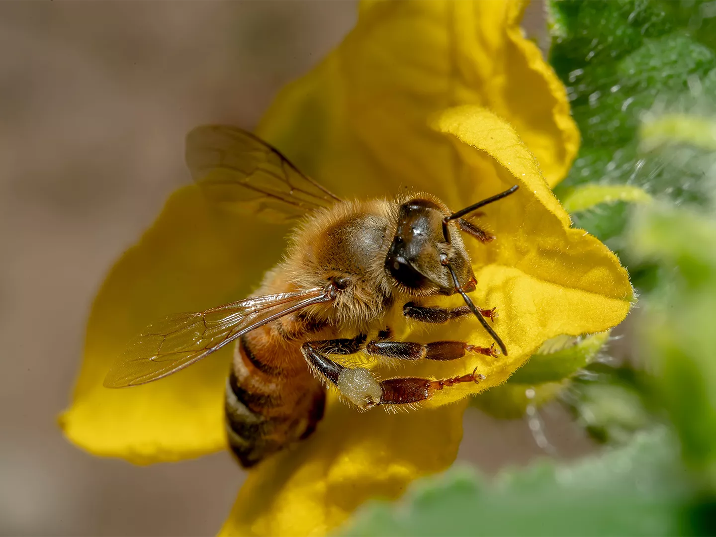 Abeja recogiendo pole La Meliciosa