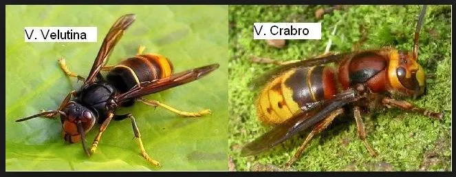 Vespa velutina y Vespa crabro